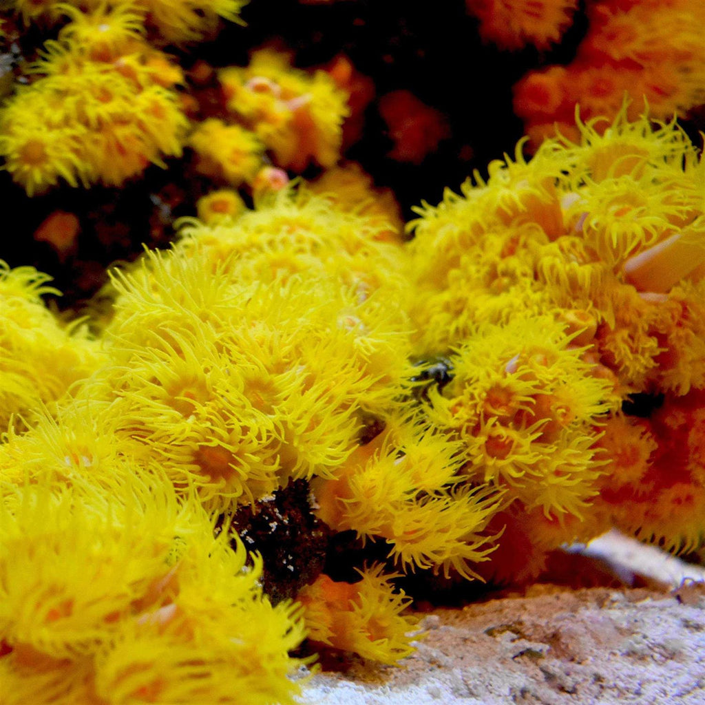 Reef Iodide X5922