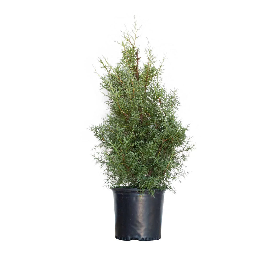 2.5 Gallon Evergreen Tree with Blue-Grey Foliage F84325