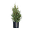 2.5 Gallon Evergreen Tree with Blue-Grey Foliage F84325
