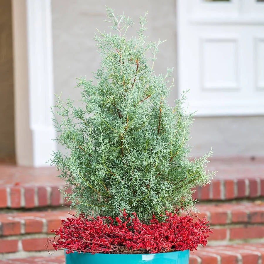 2.5 Gallon Evergreen Tree with Blue-Grey Foliage F84325