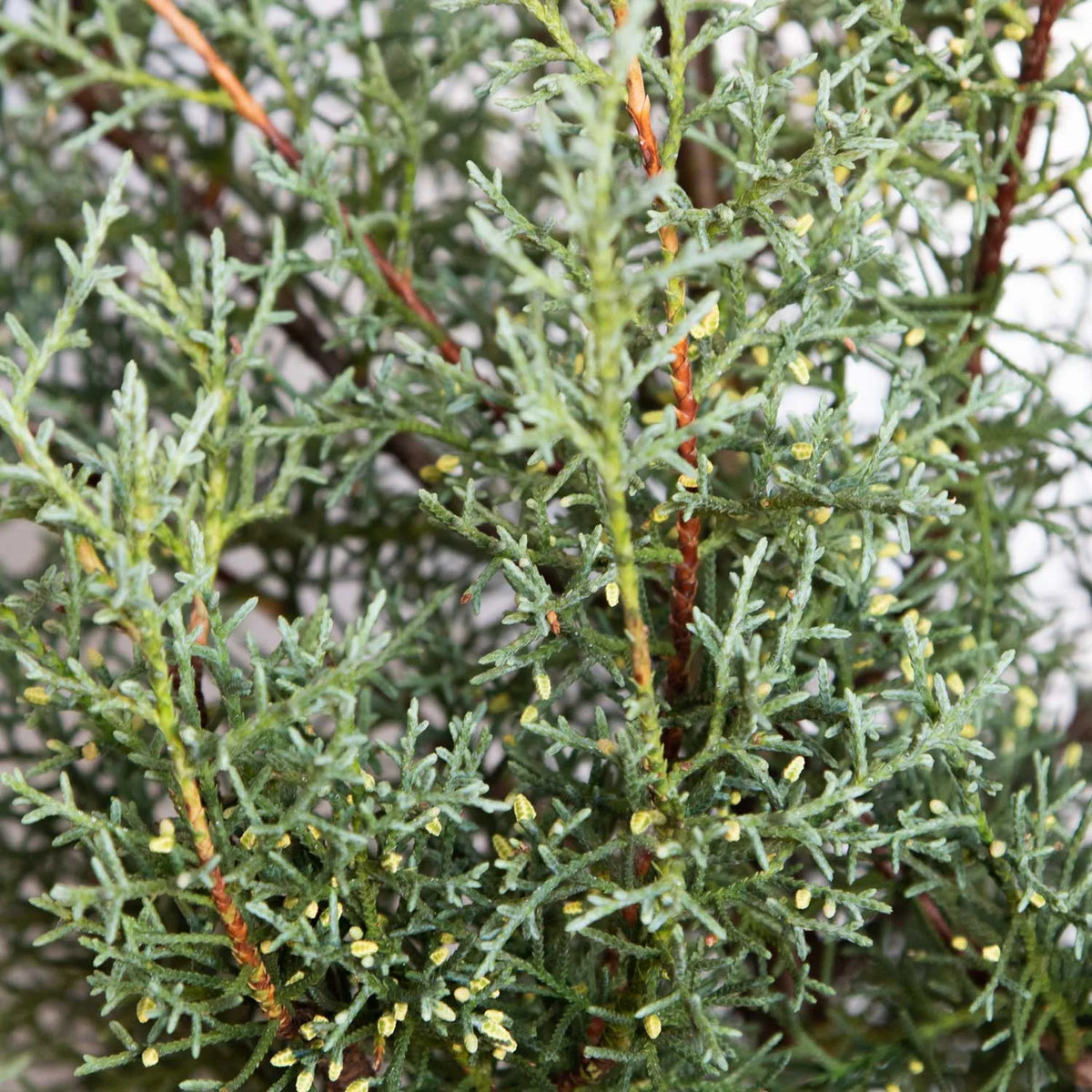 2.5 Gallon Evergreen Tree with Blue-Grey Foliage F84325