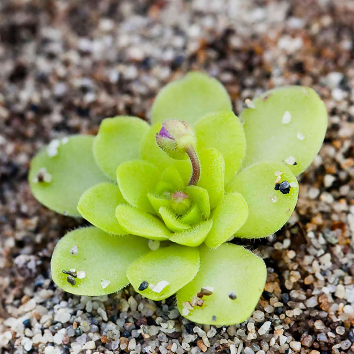 25 Pcs Mexican Butterwort Carnivorous Plant Seeds F8731