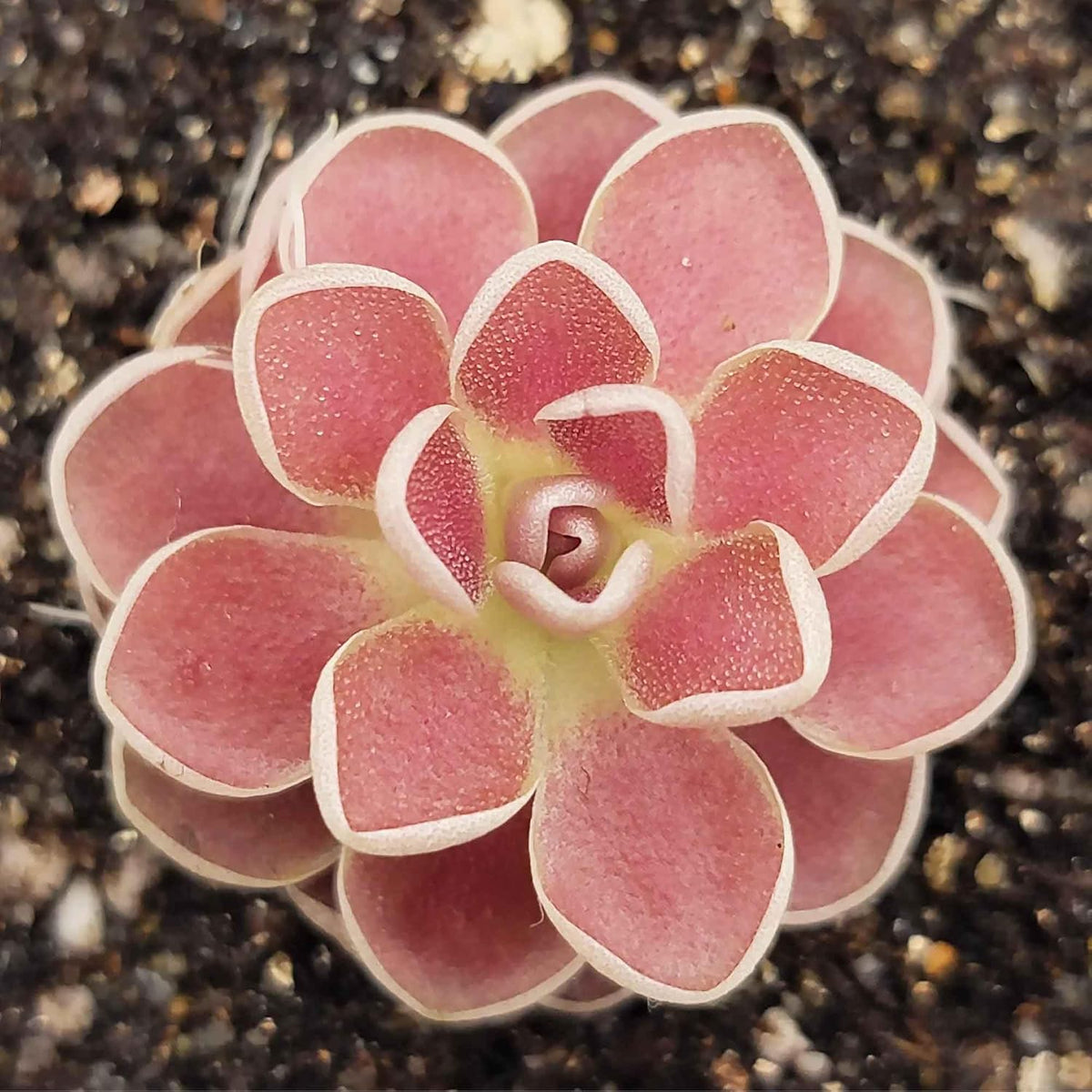 25 Pcs Mexican Butterwort Carnivorous Plant Seeds F8731