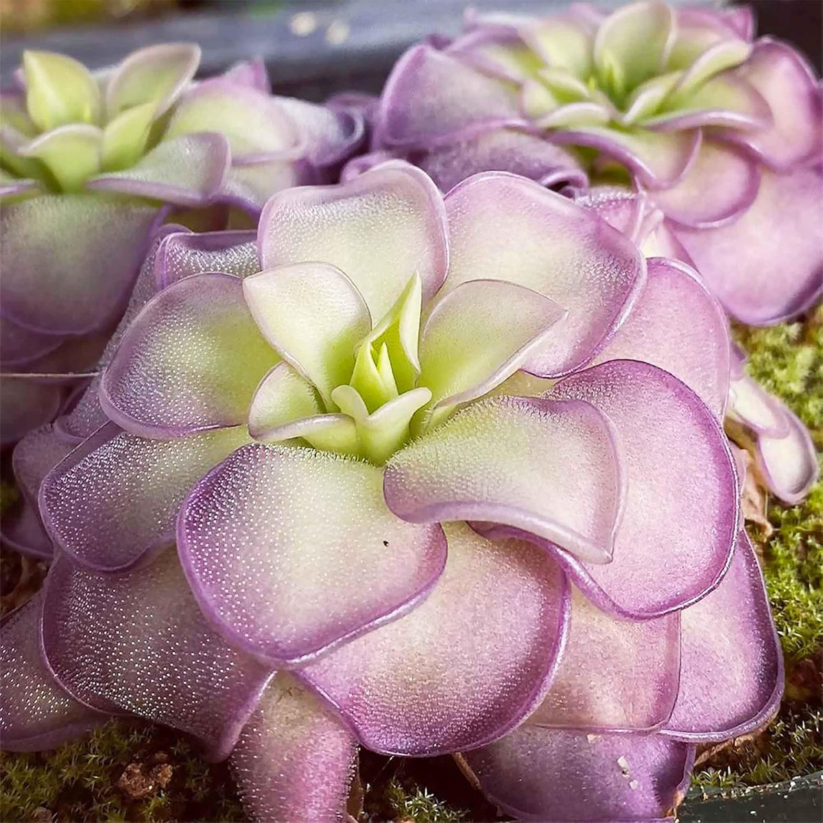 25 Pcs Mexican Butterwort Carnivorous Plant Seeds F8731