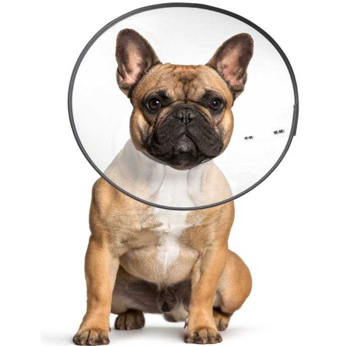 Clear Recovery Collar N804652
