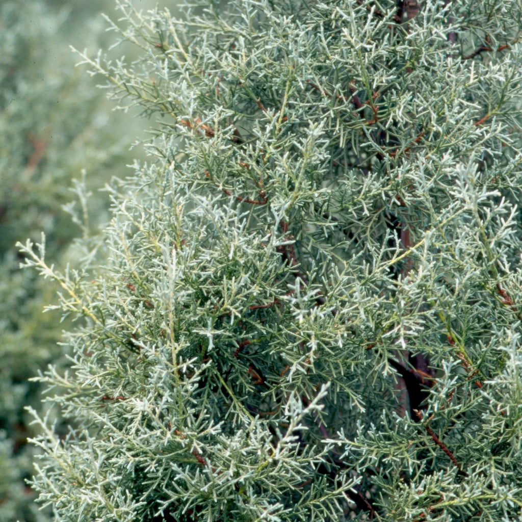 2.5 Gallon Evergreen Tree with Blue-Grey Foliage F84325