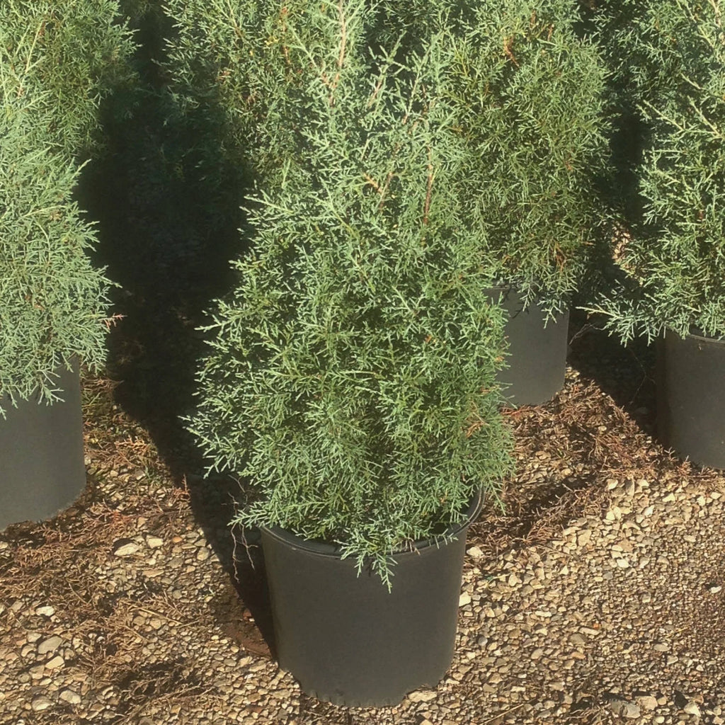 2.5 Gallon Evergreen Tree with Blue-Grey Foliage F84325