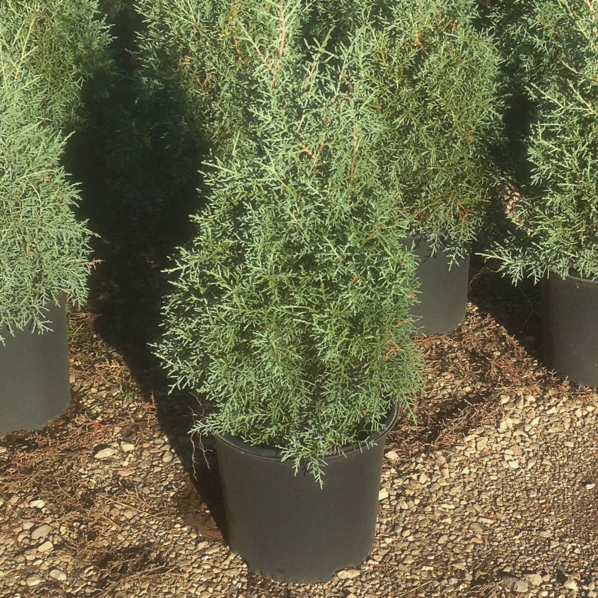 2.5 Gallon Evergreen Tree with Blue-Grey Foliage F84325