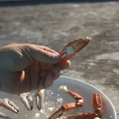 Crab & Lobster Tool Set, 2 Crab Crackers & 4 Seafood Forks T944